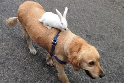 狗和兔 出煞